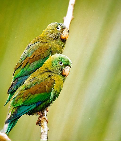 Theodore, George and Marilu 아티스트의 Costa Rica-parakeet perched작품입니다.